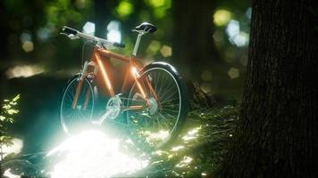 mountain bike sul sentiero nel bosco video