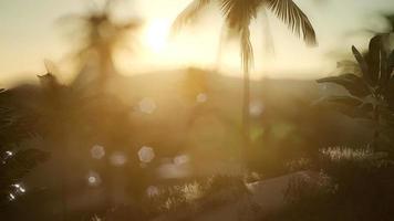 coco palmeiras paisagem tropical