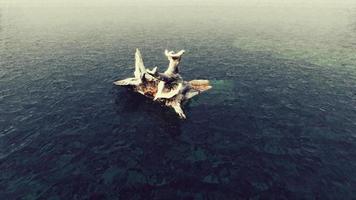 carvalho morto na água do oceano atlântico