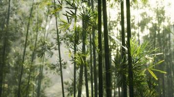 green bamboo forest with morning sunlight video