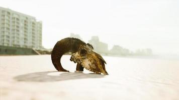 closeup of a skull laying on the wet sand video