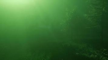 forêt magique avec des étincelles video