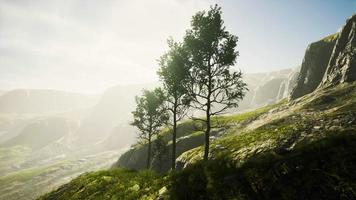 Pine trees and Huangshan mountains in China video