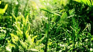8k close-up tropische natuur groene bladeren en gras video