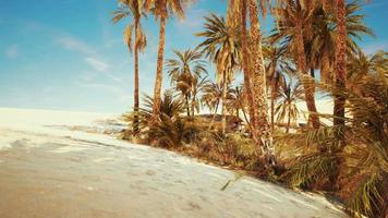 palm trees in the Sahara desert video