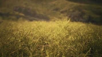 rochers dorés et herbe dans les montagnes video