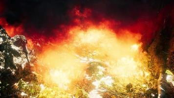 Wind blowing on a flaming trees during a forest fire video
