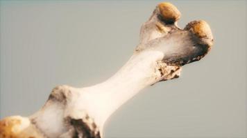 The leg bone of an big animal video