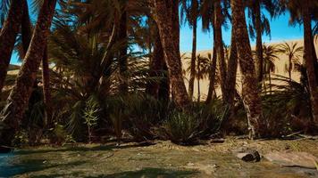 palm trees in the desert with sand dunes video