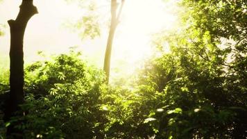 raios de sol derramam através de árvores na floresta enevoada video