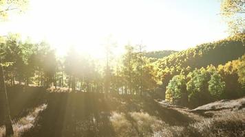 pôr do sol brilhante nas montanhas com floresta amarela video
