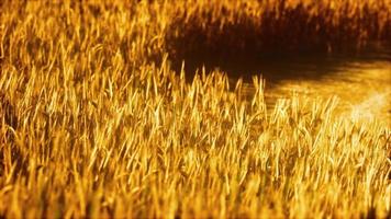 the field of ripe rye at sunset video