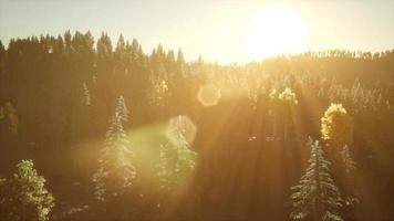 les rayons du soleil traversent les branches video