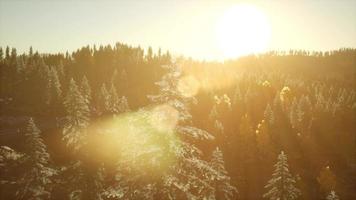 Forest under Sunrise Sunbeams video