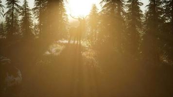 macho de ciervo en el bosque al atardecer video