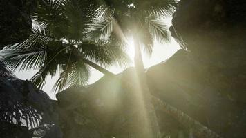 gros palmiers dans une grotte en pierre avec des rayons de soleil video