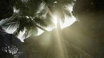 Big Palms in Stone Cave with Rays of Sunlight video