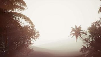 floresta tropical de palmeiras no nevoeiro video