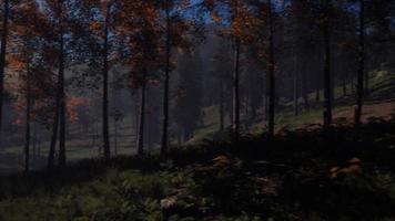 clair de lune sur les épinettes de la forêt de nuit mystère magique video