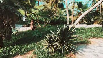 palmeras y plantas tropicales en un día soleado video