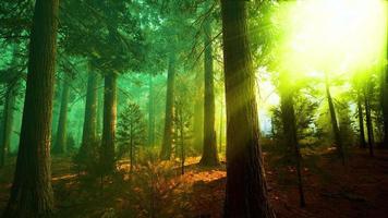 brouillard matinal dans la forêt de séquoias géants video