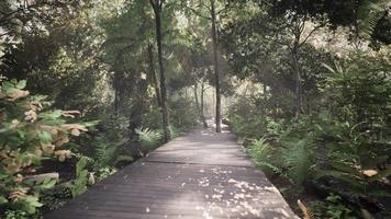 camino de madera de tablones en el parque forestal video