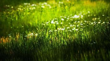 fält med grönt gräs och vilda blommor vid solnedgången video