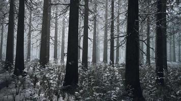 silhouettes mystiques d'arbres dans la forêt brumeuse d'hiver