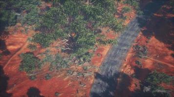 aerial shot of road snaking through green trees video