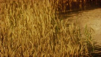 het veld van rijpe rogge bij zonsondergang video