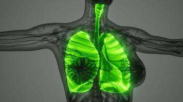 science anatomy scan of human lungs video