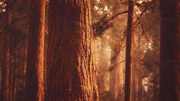 gigantische sequoia's in het sequoiabos video