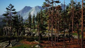 bosque de pinos nórdicos a la luz del atardecer video