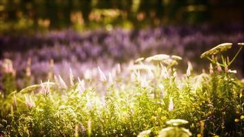 zonsondergang in het veld met wilde bloemen video