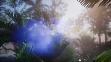 zonsondergang stralen door palmbomen video