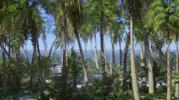 onbewoond eiland met palmbomen op het strand video