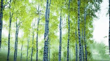 white birch trees in the forest in summer video