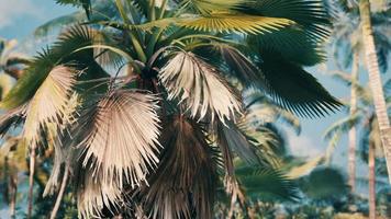 palmiers tropicaux et plantes aux beaux jours video