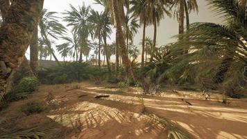 vallée de la savane et désert de sable après le coucher du soleil coloré video