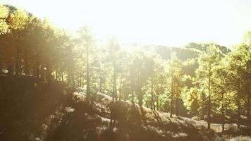 Valley with autumn trees among the mountains lit by the sun at sunset video