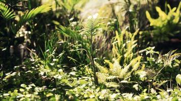 gros plan sur l'herbe et les plantes de la jungle video