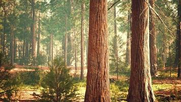 jätte sequoia i den jättelika skogsdungen i sequoia nationalparken video