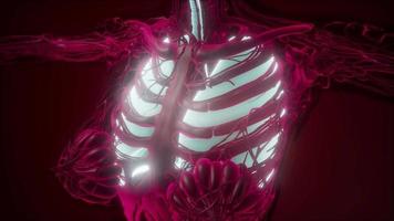 cuerpo humano con pulmones visibles video