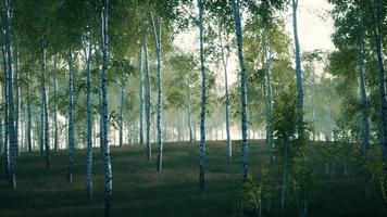 panorama della foresta di betulle con la luce del sole video