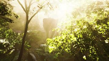 éléphant mâle sauvage dans la jungle avec un épais brouillard video