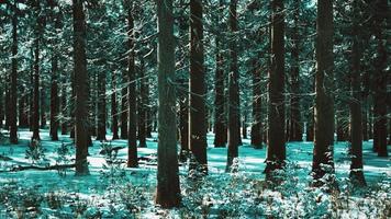 snow covered conifer forest at sunny day video