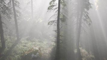 forêt lumineuse tôt le matin dans les montagnes video