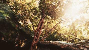 solsken i en tropisk skog video