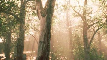 raggi di sole in una foresta nebbiosa in autunno video