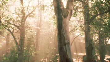 rays of sunlight in a misty forest in autumn video